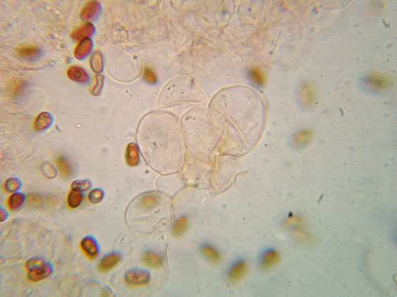 Psathyrella da determinare (cfr. Psathyrella spadiceogrisea)