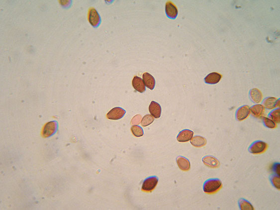 Coprinellus micaceus