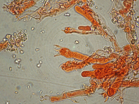 Due croste forse una su abete-foto0555(Hyphoderma setigerum)
