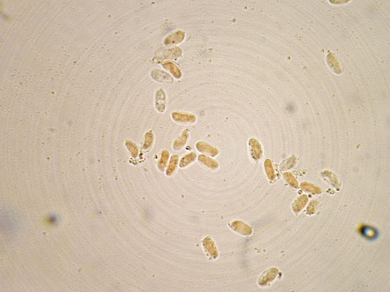 Antrodia alpina