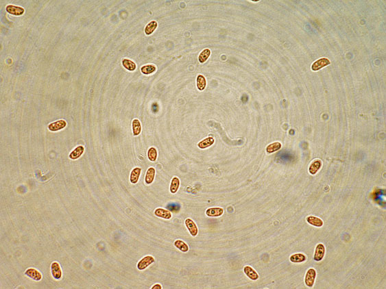 Quiz N. 5 (Hymenochaete fuliginosa)