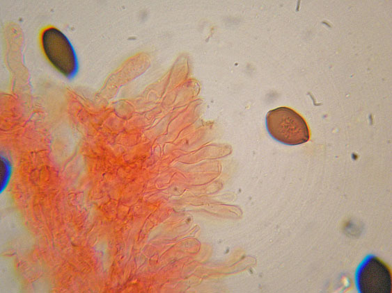 Panaeolus papilionaceus var. papilionaceus (Bull.) Quél