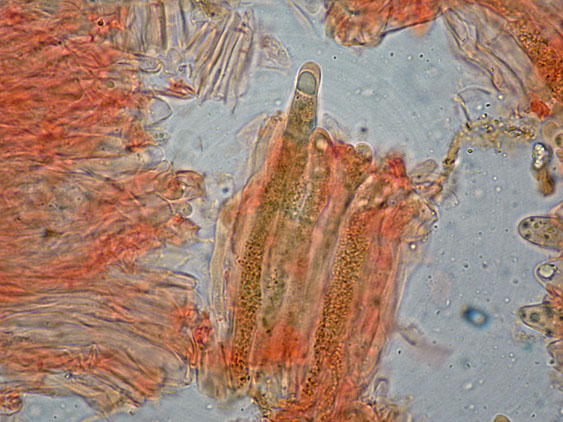 Probabile Stereum rugosum - foto 6656 (Stereum gausapatum)