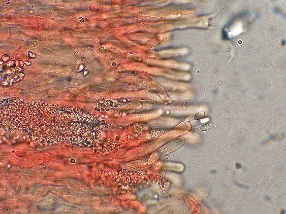 Rhizochaete radicata (Henn.) Gresl., Nakasone & Rajchenb.