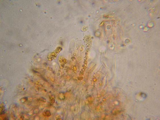 Da determinare (cfr. Callistosporium sp.)