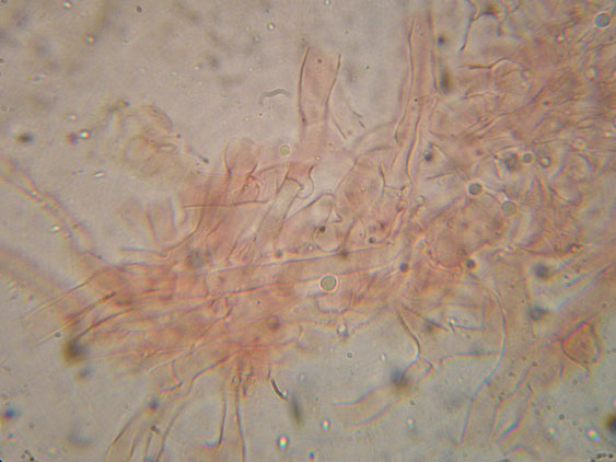 Clitocybe phyllophila