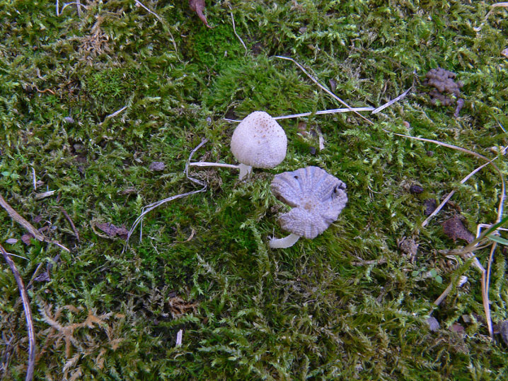 Un Coprinus interessante