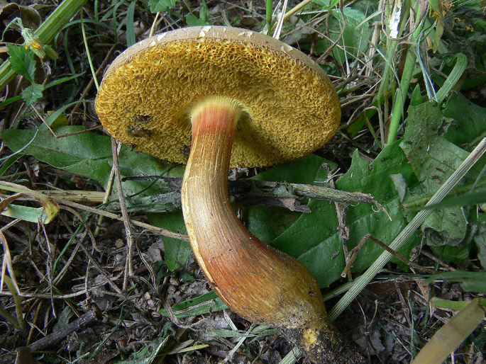 Ancora Xerocomus