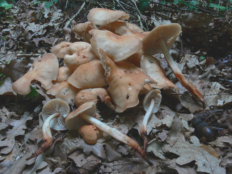 Pioggia...........funghi........