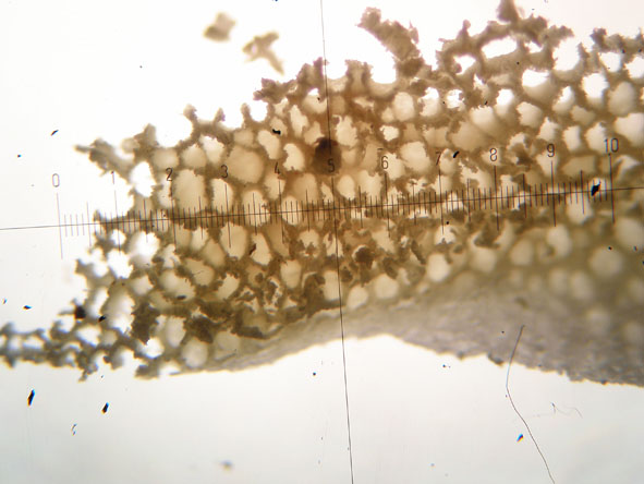 Obducta o floriformis? (Osteina obducta)