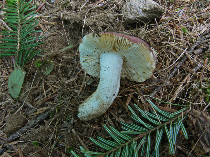 Russula turci