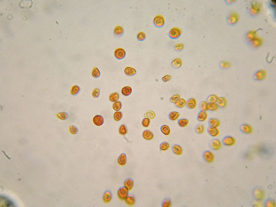 Perenniporia fraxinea (Bull.) Ryvarden