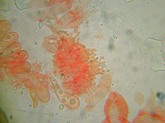 Mycena da determinare (cfr. Mycena galericulata)