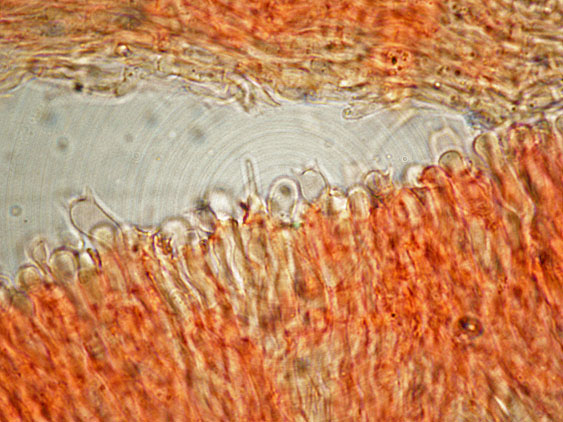 Chondrostereum purpureum da confermare - foto 6154