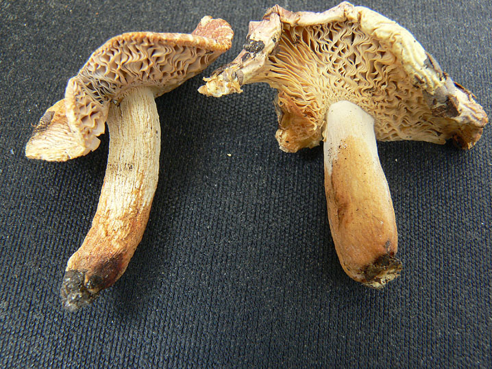 Russula insignis?