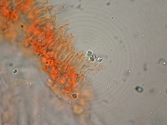 Curiosità più che determinaz.-foto6074(Postia leucomallella)