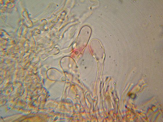 Mutatoderma mutatum