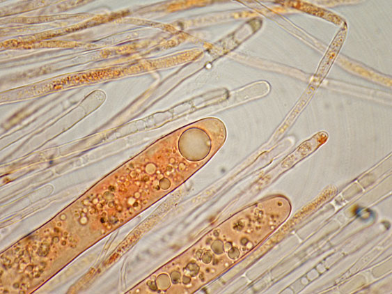 Raccolte del 20 e 21 Giugno