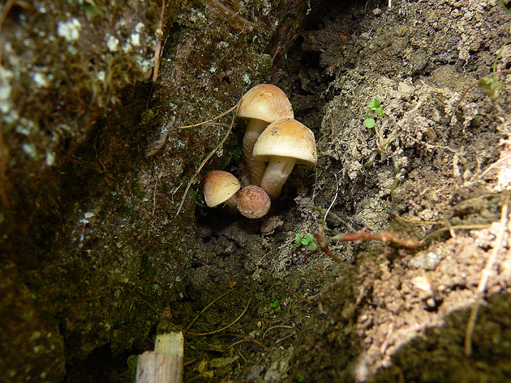 La micoflora dell''alneto