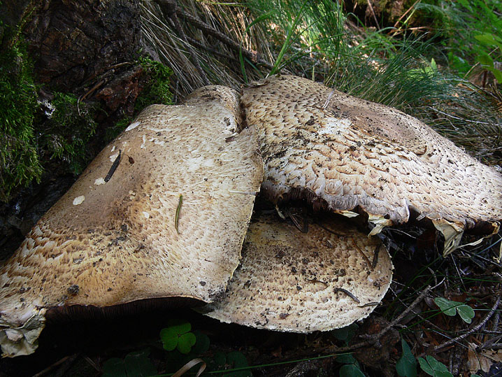 Agaricus augustus Fr.