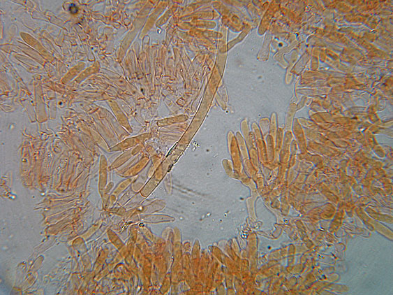 Crosta su ramo di pino - foto 5504 (Gloeoporus taxicola)