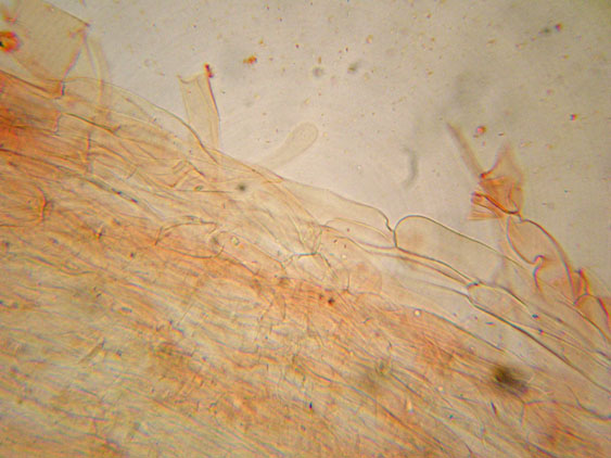 Entoloma rhodopolium fo. nidorosum