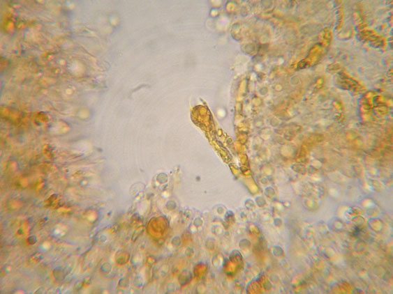 Da determinare (cfr. Callistosporium sp.)