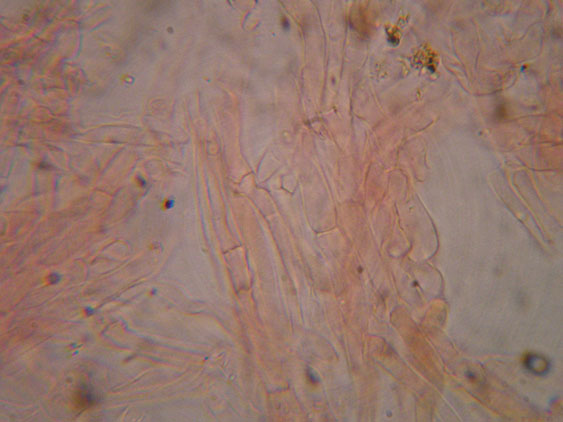 Clitocybe phyllophila