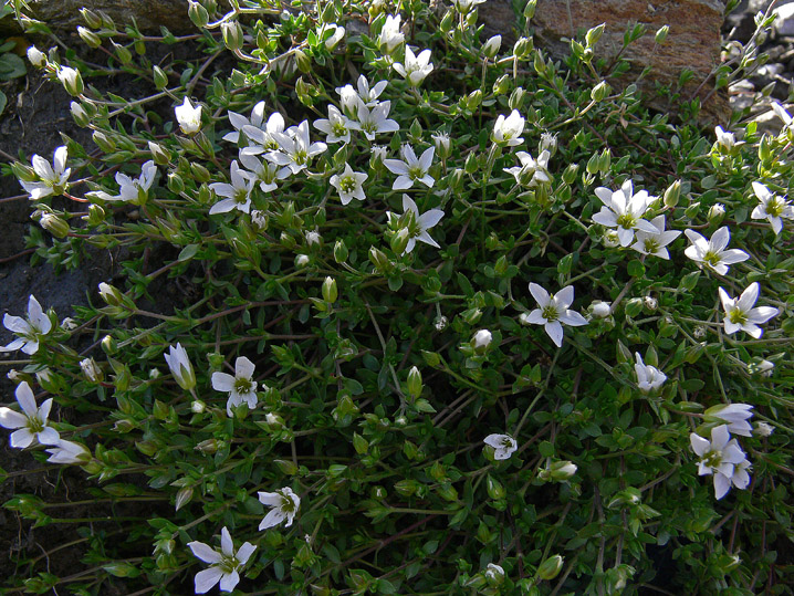 Arenaria ciliata / Arenaria cigliata