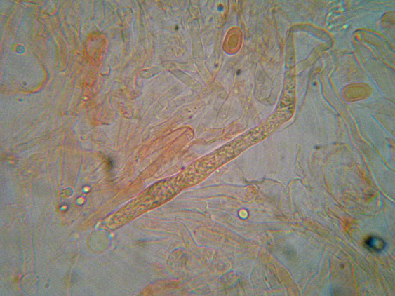 Gloiothele lactescens? (Gloiothele lactescens)