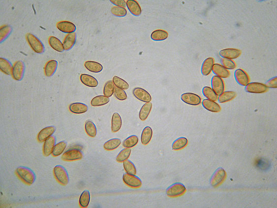 Da determinare (cfr. Conocybe utriformis)