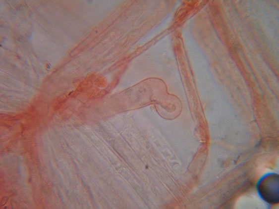 Da determinare (cfr. Conocybe utriformis)