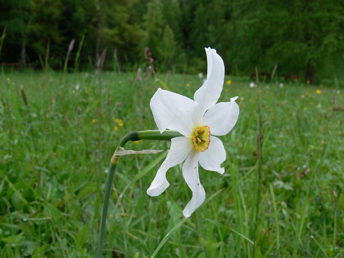 Narcissus poticus
