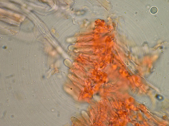 Curiosità più che determinaz.-foto6074(Postia leucomallella)