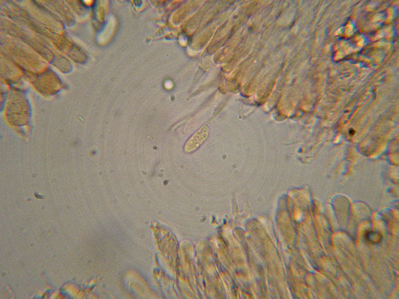 Mutatoderma mutatum