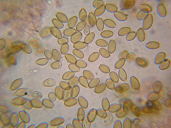 Tra boschi, parchi e giardini.......