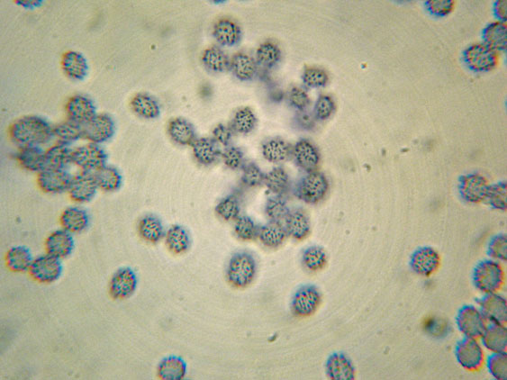 Raccolte del 16 Maggio