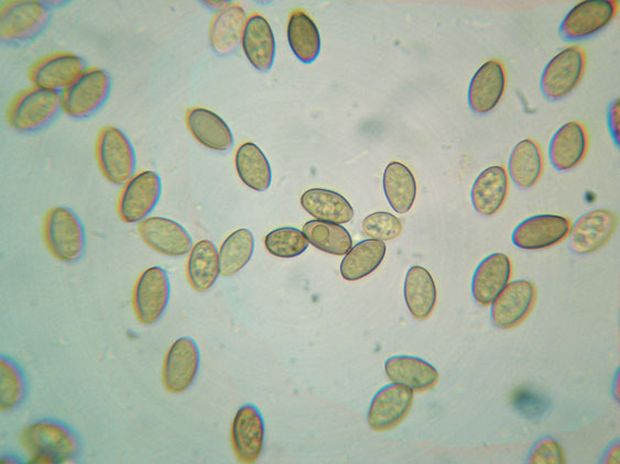 Raccolte del 30 e  31 Maggio