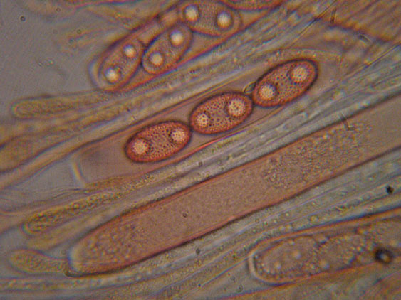 Peziza da determinare