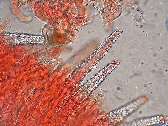 Rhizochaete radicata (Henn.) Gresl., Nakasone & Rajchenb.