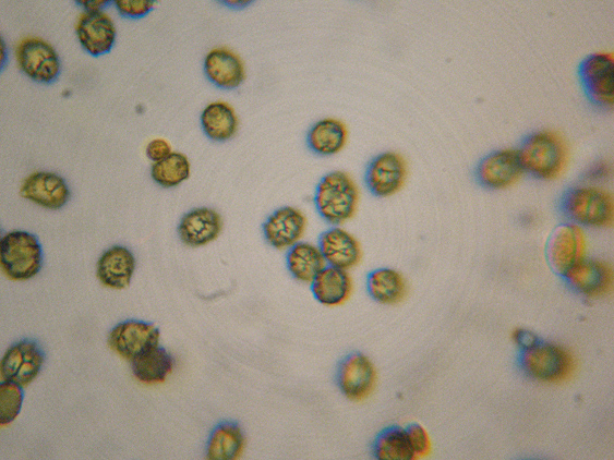 Raccolte del 18 Ottobre