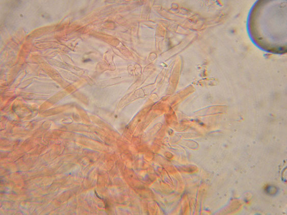 Clitocybe phyllophila