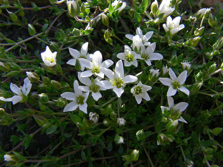 Arenaria ciliata / Arenaria cigliata