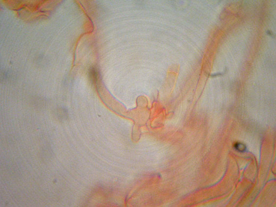 Clitocybe phyllophila