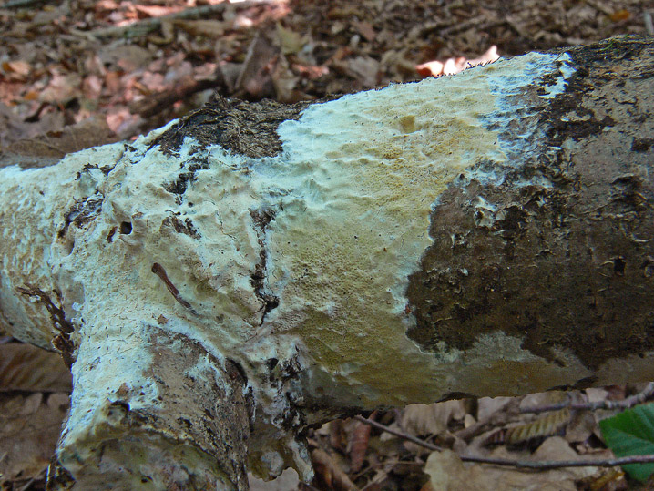 Da determinare (Ceraceomyces serpens)