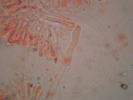 Phanerochaete raduloides? (Phanerochaete aculeata)