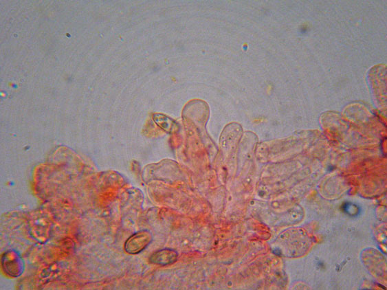 Da determinare (cfr. Conocybe utriformis)