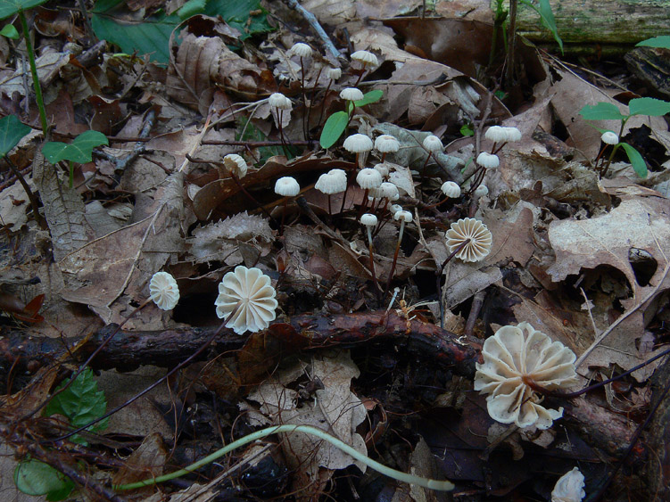 Pioggia...........funghi........