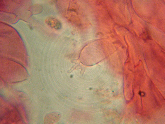 Mycena da determinare (cfr. Mycena galericulata)