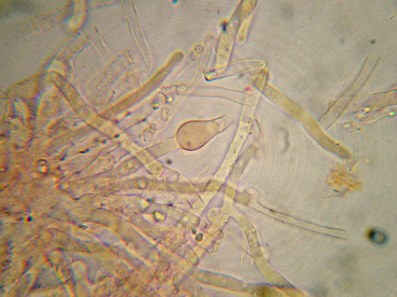 Da determinare (Ceraceomyces serpens)